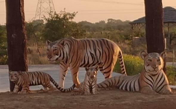 tiger tiger