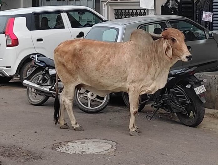 cow