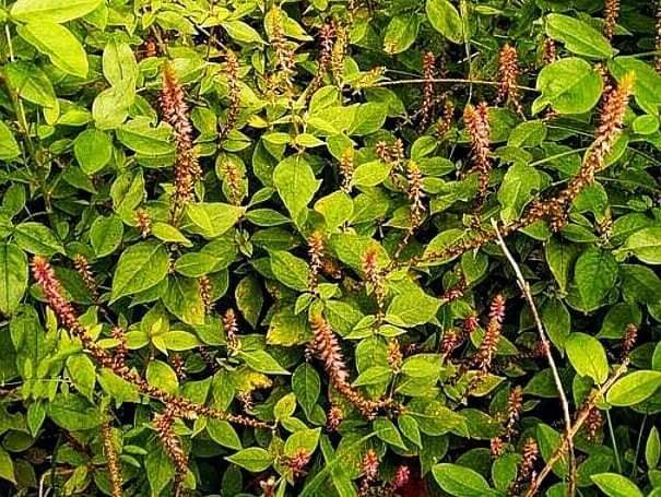 achyranthes aspera achyranthes aspera