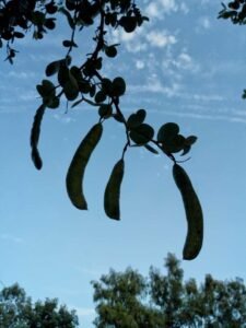 amaltas