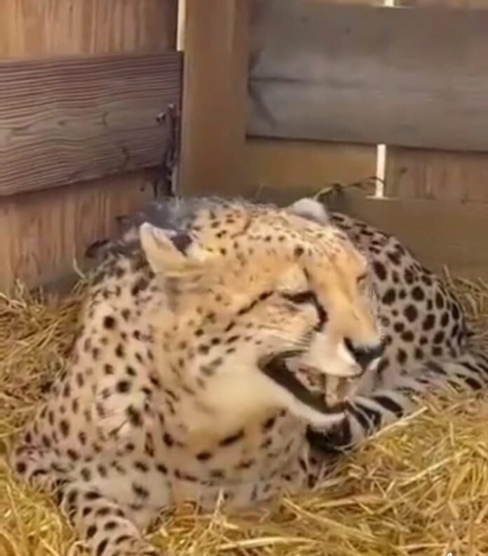 cheeta cheeta