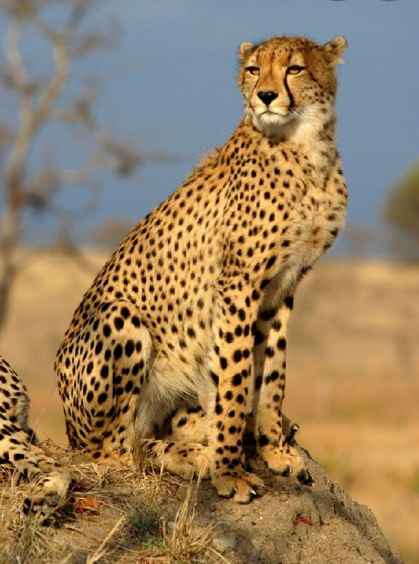 cheetah file photo cheetah file photo