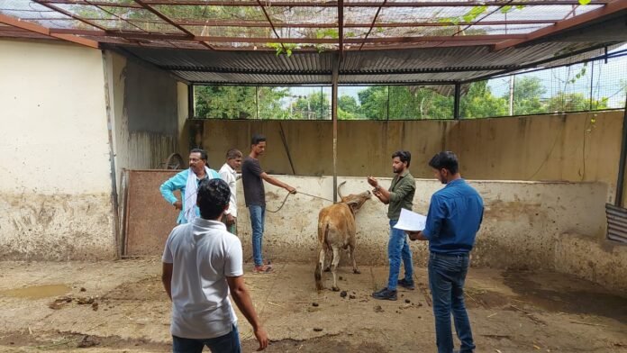 cow cow