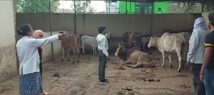 cow lampi cow lampi