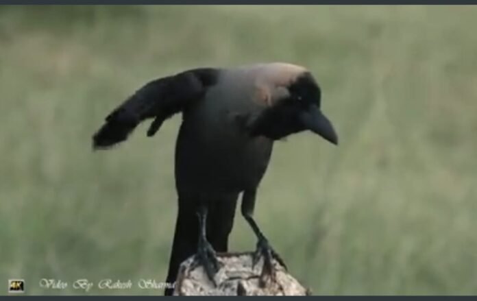 crow crow
