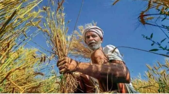 farmer farmer