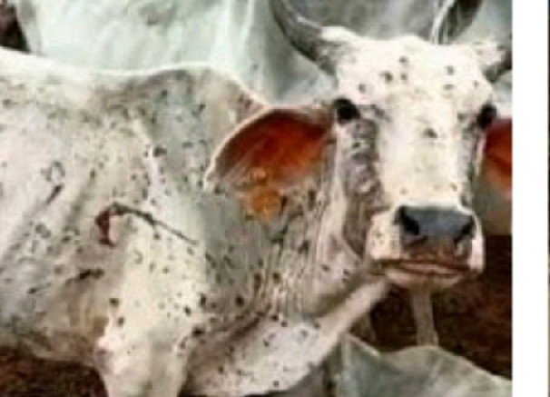 lumpi cow
