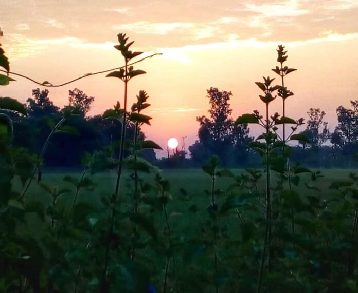 morning morning