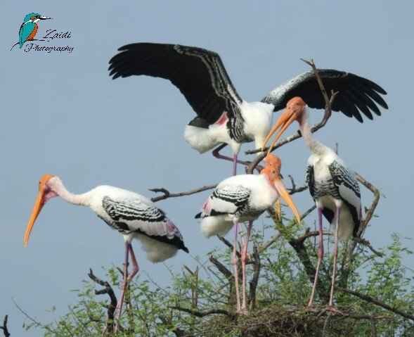 painted stork painted stork