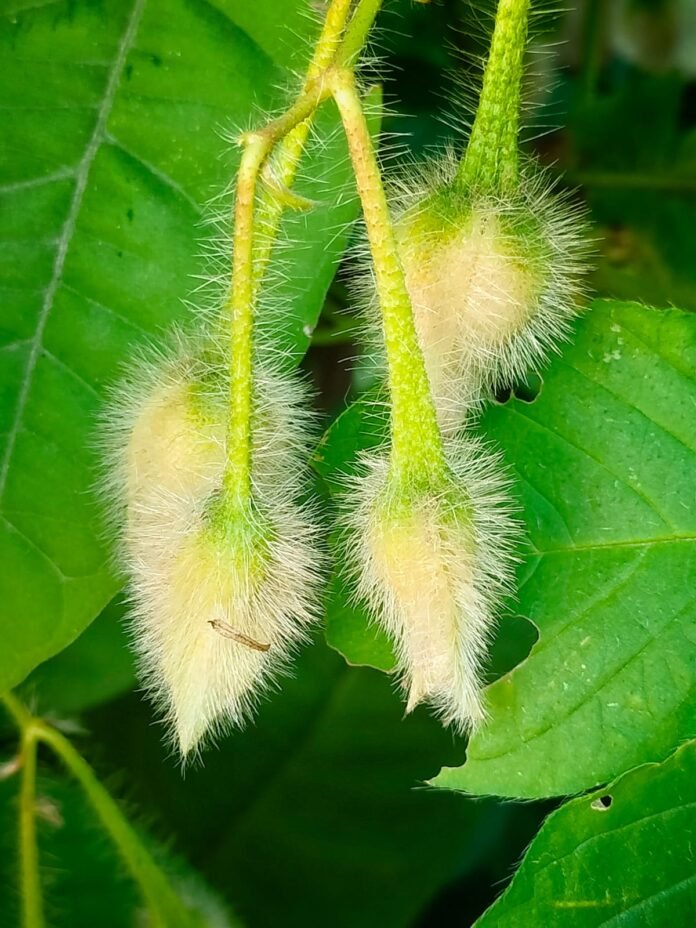 a a