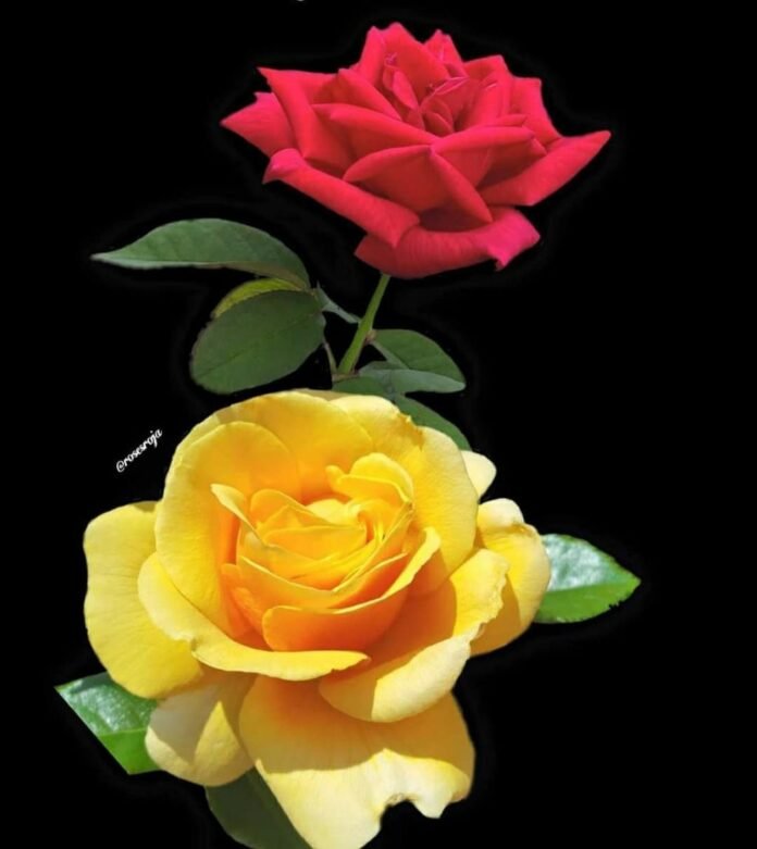flower flower