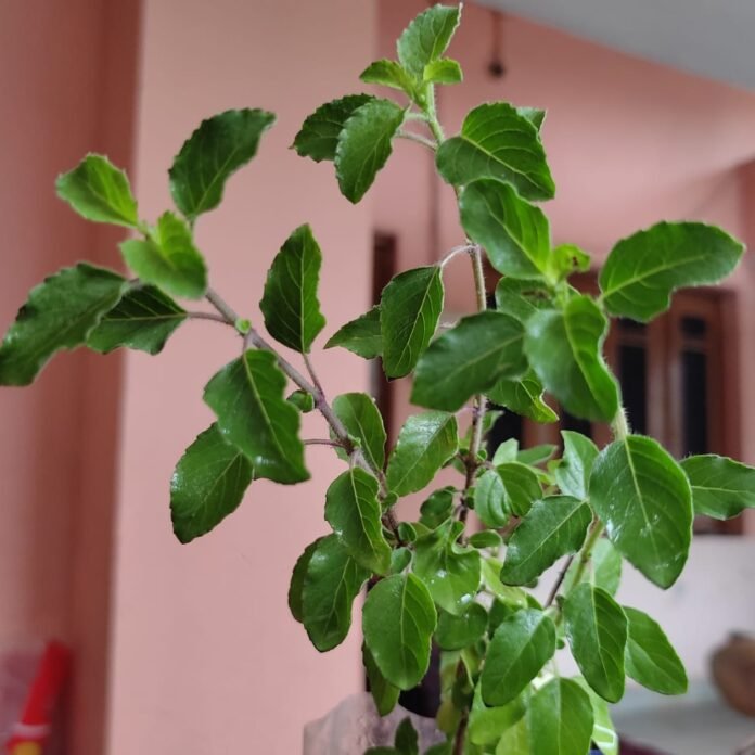 tulasi tulasi