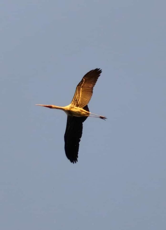 bird 4 bird 4