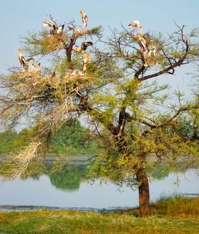 bird 5 bird 5