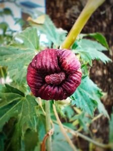 hibiscus