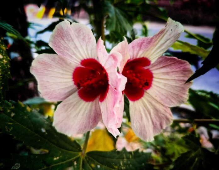 hibiscus akhilesh hibiscus akhilesh