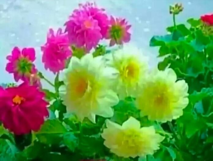 flower flower