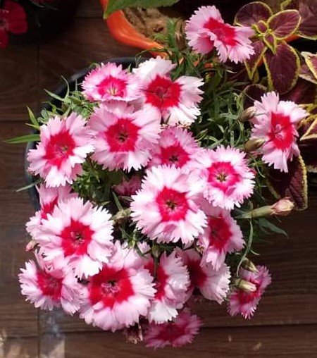 flowerred