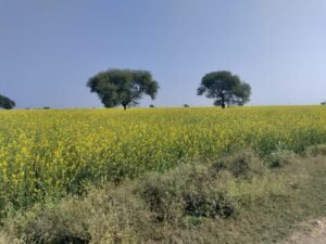 sarnso ke khet