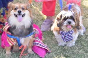 dog show