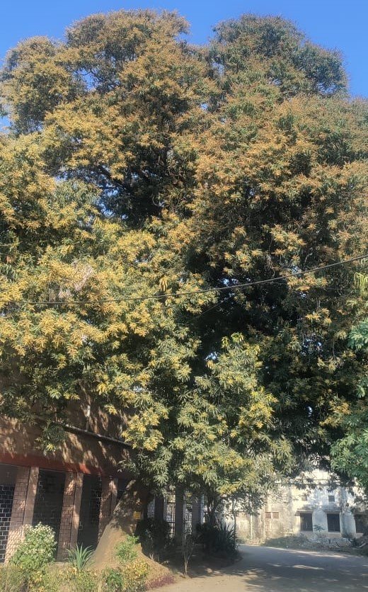 mengo tree mengo tree