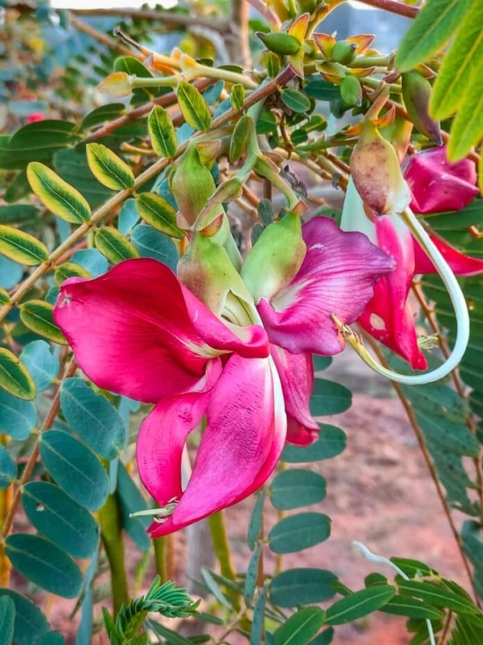 whatsapp image 2023 03 05 at 08.47.19