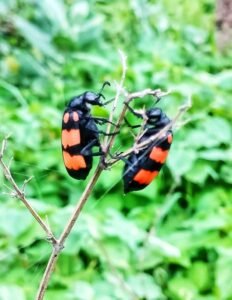 whatsapp image 2023 08 18 at 08.51.00