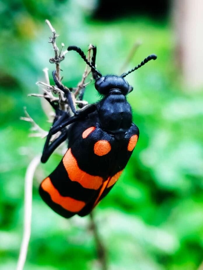 whatsapp image 2023 08 18 at 08.51.01