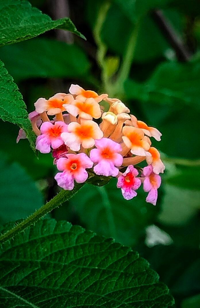 522726479 24134017882920306 1969436884227609802 n 522726479 24134017882920306 1969436884227609802 n